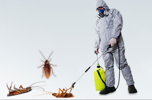 شركة مكافحة حشرات بابها 0557304886 خميس مشيط عروض وخصومات تصل40%